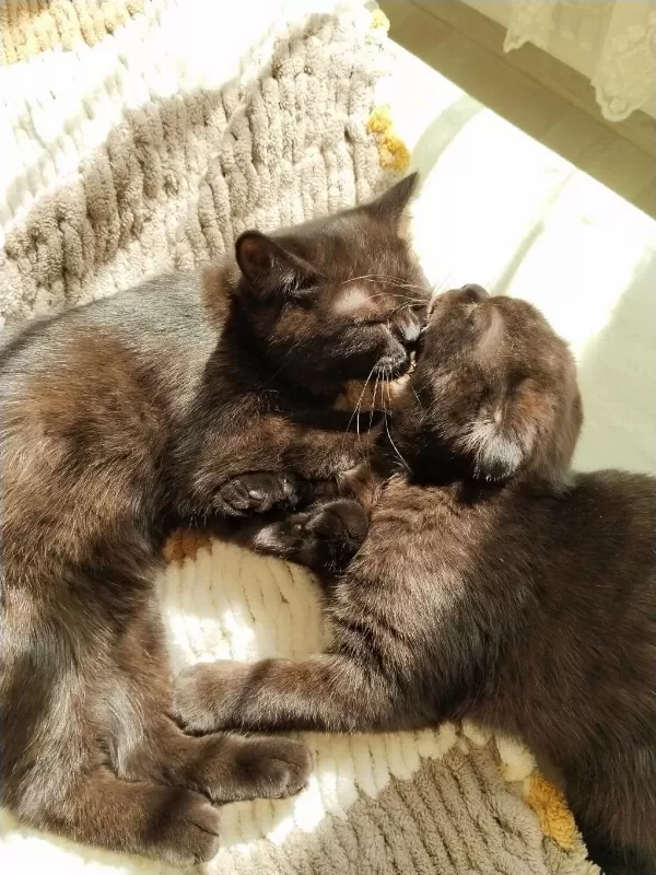 Scottish Fold Ve Ragdoll Kırması