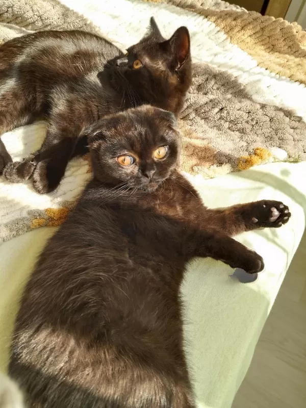Scottish Fold Ve Ragdoll Kırması