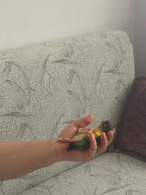 Full Evcil Konur Papağani