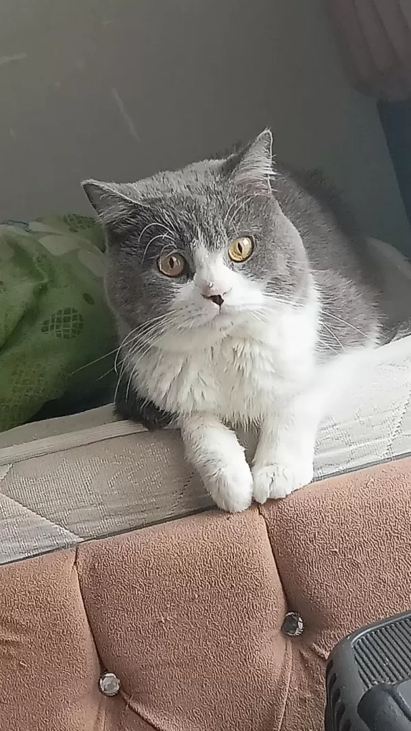 Sağlıklı Sevimli Kedimiz