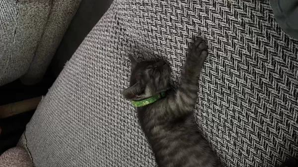 Black Smoke British Shorthair