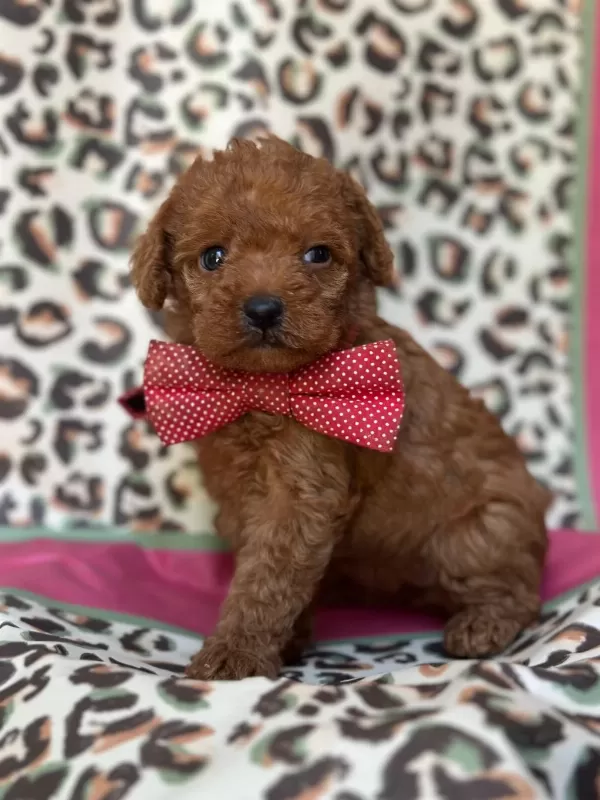 Ruhsatlı Çiftlikten Toy Poodle Bebekler