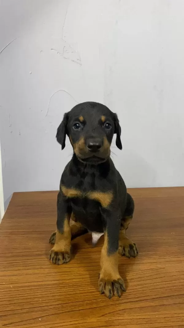 Estetikli Veya Estetiksiz Doberman Yavrular