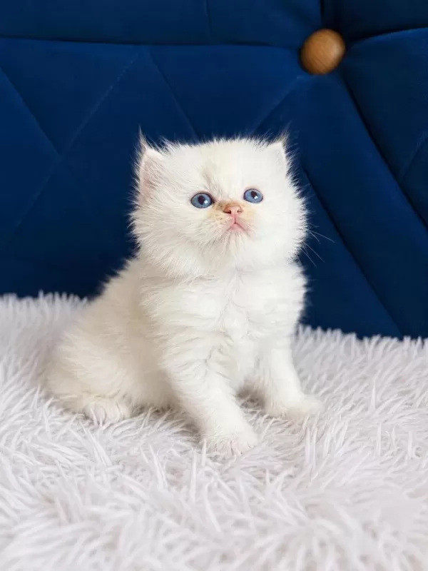British Shorthair Ve Longhair Golden Yavrular