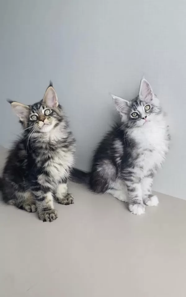 Değerini Bilene Xxl Maine Coon Bebekleirm