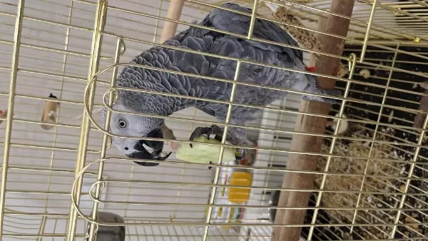 Konuşkan Jako Papağanı