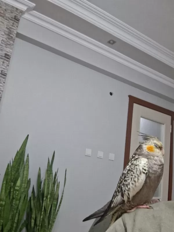 Full Evcil Sultan Papağanı