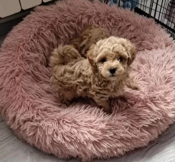 Orjinal Teacup Garantili Maltipoo