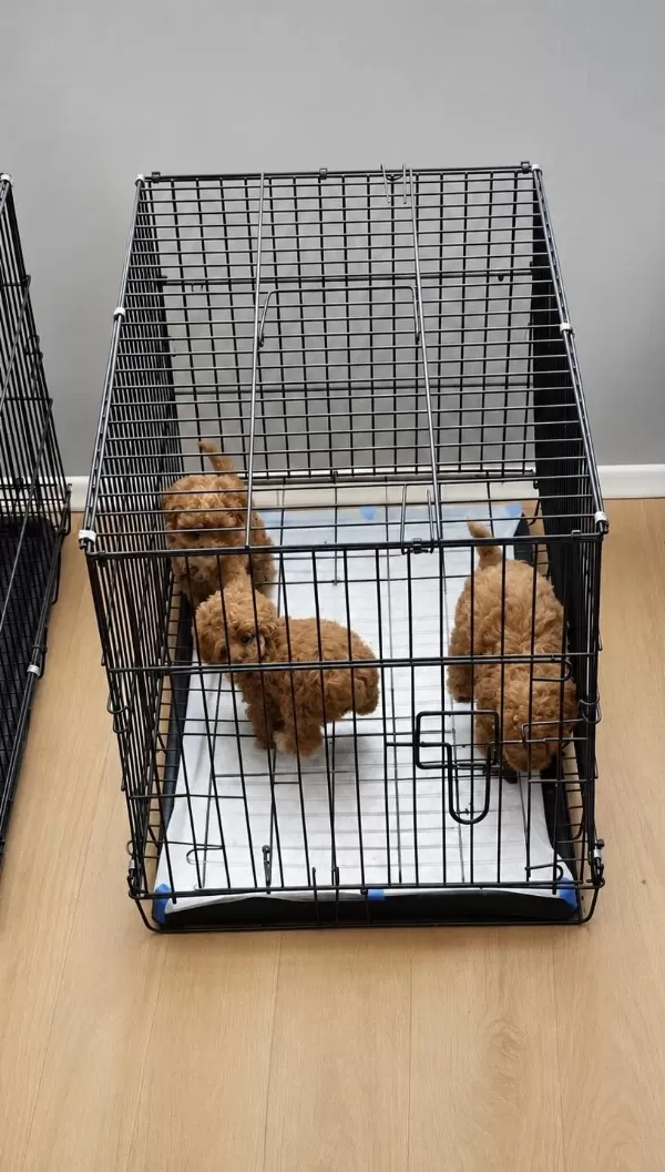 Kore Gerçek Garantili Teacup Maltipoo