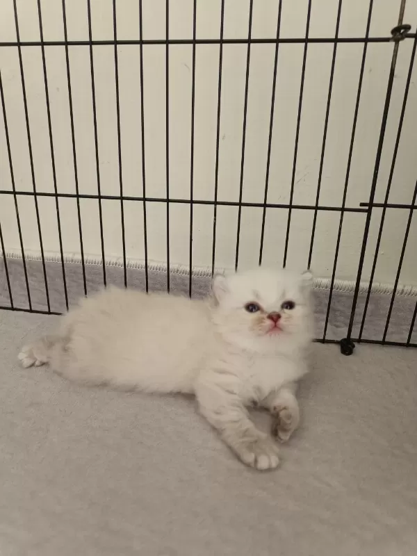 Scottish Fold Ve Scottish Straight Yavrularım