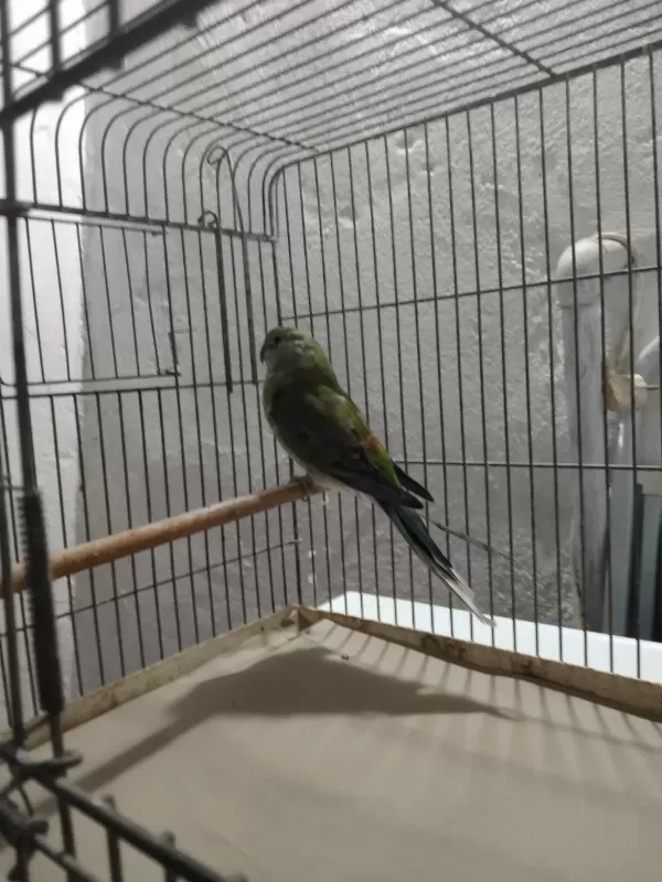 Kakariki Papağanı Mevcuttur