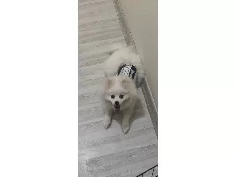İşim Dolayısıyla Uyguna Pomeranian