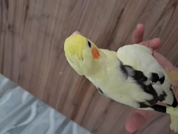 Bebek Sultan Papağanlar