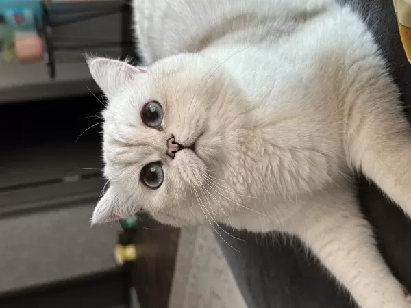 Dişi British Longhair