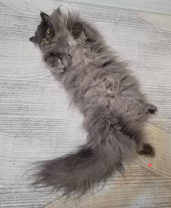 Dişi Chinchilla Cinsi Kedimiz