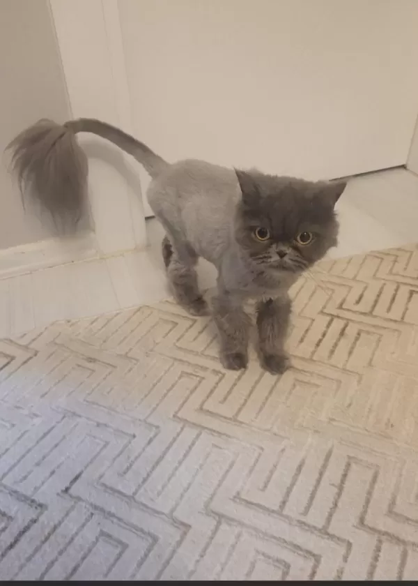 Dişi Chinchilla Cinsi Kedimiz