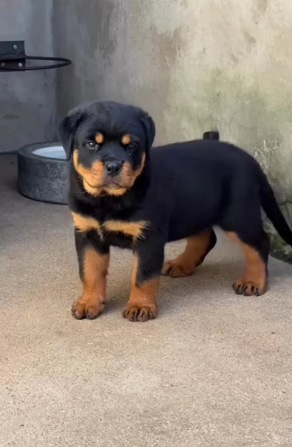 Rottweiler Bebekler Sağlık Ve İrk Garantili Teslim
