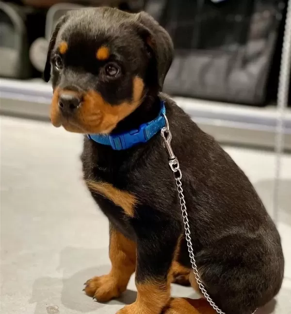 Çiftliğin Efsane Rottweiler Yavruları Kapıda Ödemeli