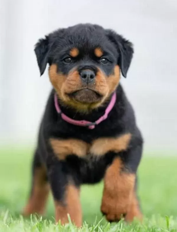 Çiftliğin Efsane Rottweiler Yavruları Kapıda Ödemeli