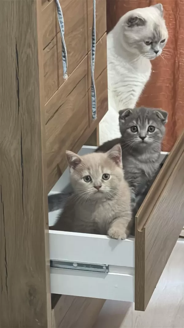 Harika Tatlı Kediler Hazır