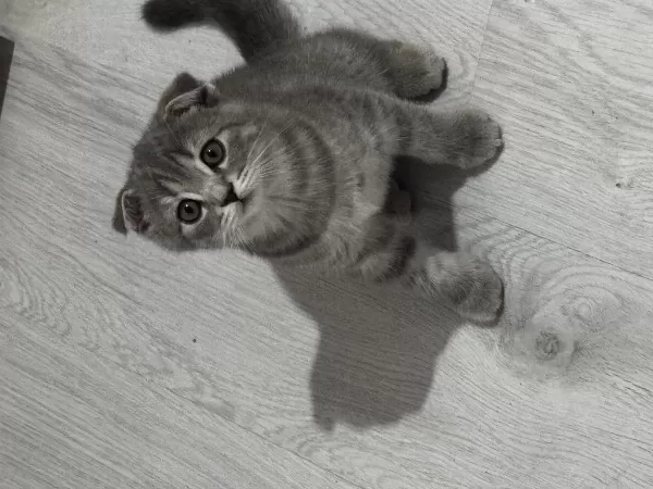Harika Tatlı Kediler Hazır