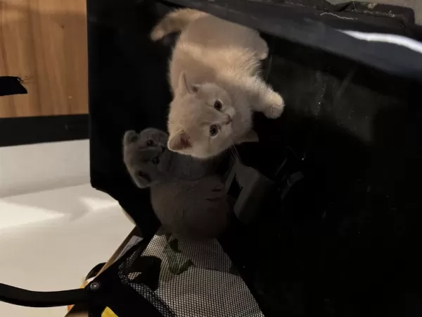 Harika Tatlı Kediler Hazır