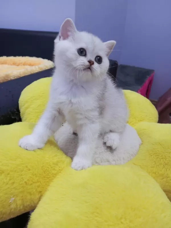 2 Ve 3,5 Aylık Safkan Silver Shaded Catteryden Kediler