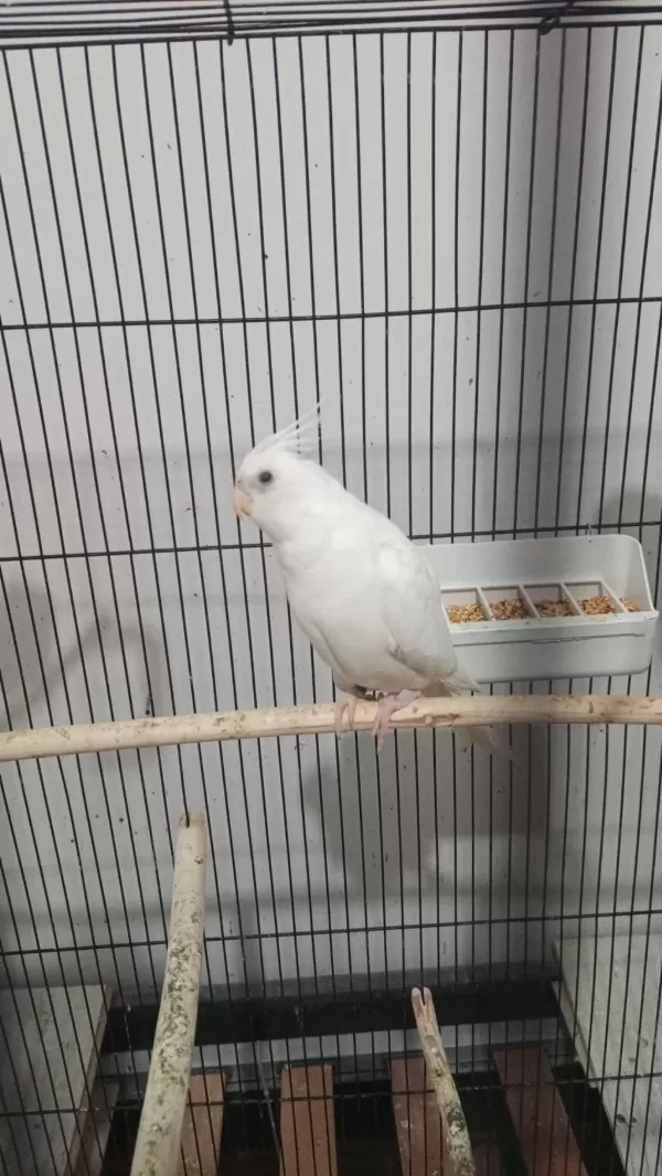 Albino Sultan Papağanı Erkek Yavru