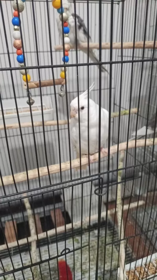 Albino Sultan Papağanı Erkek Yavru