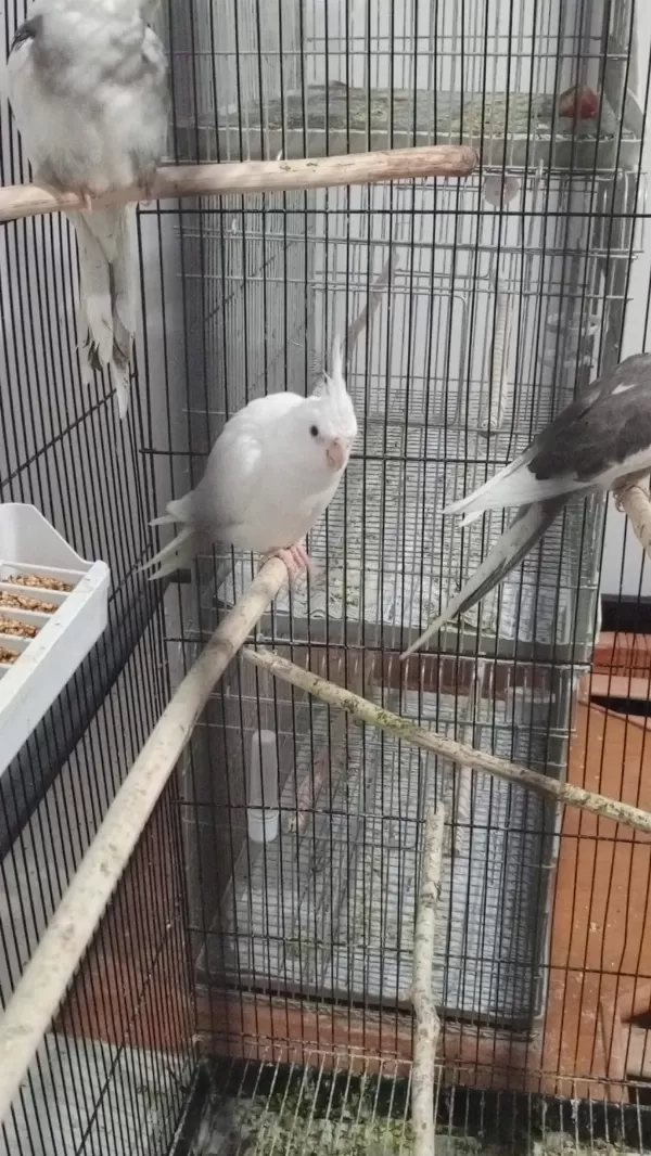 Albino Sultan Papağanı Erkek Yavru