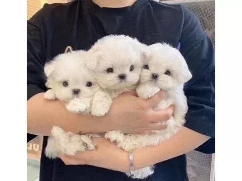 Topaç gibi maltese bebeklerimiz