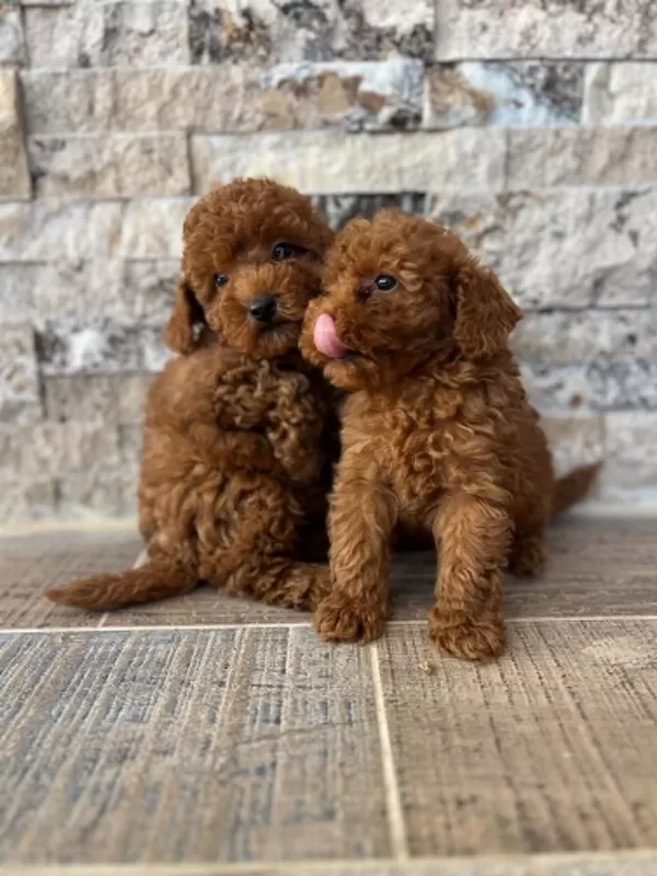 Show Cllas Red Brwon Toy Poodle Yavrular