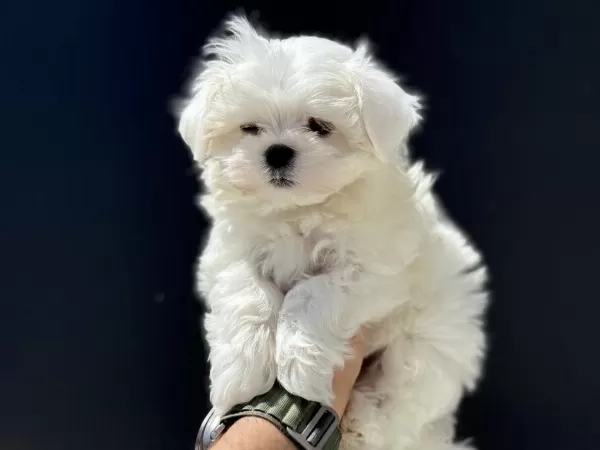 En İyisini Arayanlar İçi Petmode Köpek Çifrliğinde