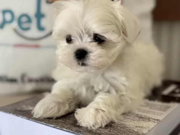 En İyisini Arayanlar İçi Petmode Köpek Çifrliğinde