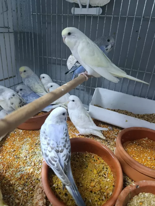 15 adet FIRINDAN YENİ ÇIKMIŞ MUHABBET YAVRULARI. ÇIKMAYA DA DEVAM EDİYOR. TEK İSTEYEN TOPLU İSTEYEN YAZABİLİR