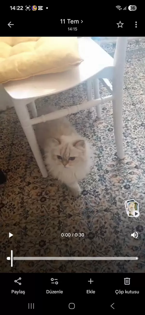 Yavru Verem Büyük Kedicikler