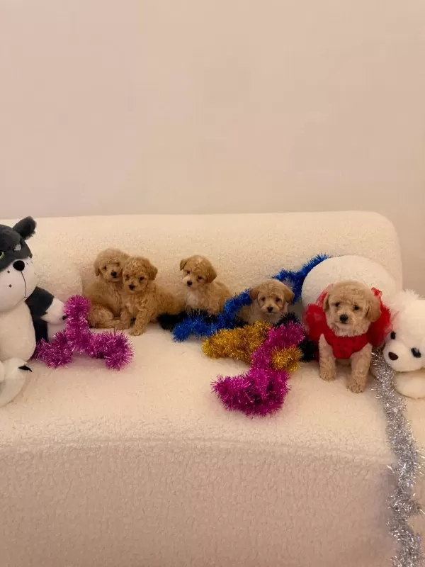 Sağlık Ve İrk Garantili Maltipoo Yavru