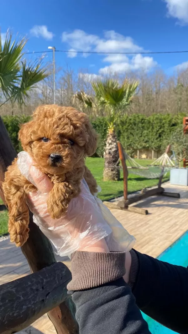 Red Brown Toy Poodle Yavruları İstanbul