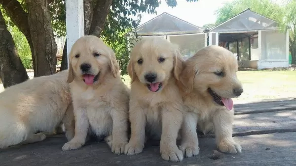 Golden Retriever Yavrulari
