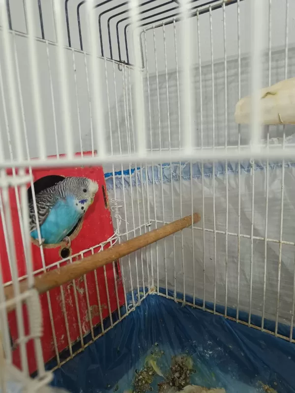 Anne Baba 1 Adet Yavru Muhabbet Kuşu