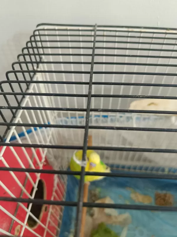Anne Baba 1 Adet Yavru Muhabbet Kuşu