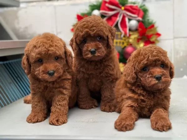 Sevgi Tadında Kore Toy Poodle Bebekler