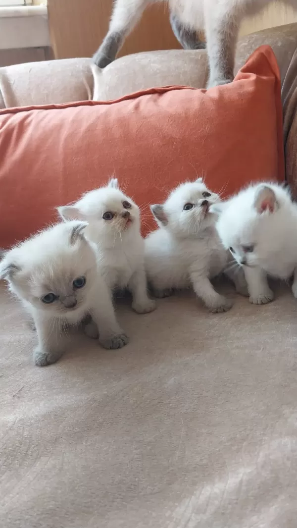 Evde Özenle Büyütülen Yavrularıma Yeni Aile Arıyorum