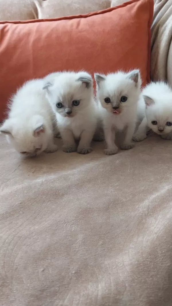 Evde Özenle Büyütülen Yavrularıma Yeni Aile Arıyorum