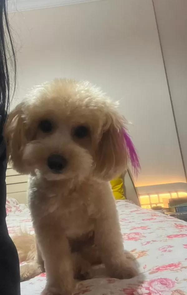 🐶 21 Aylık Dişi Maltipoo – Eğitimli, Sağlıklı, Tüm Eşyalarıyla Birlikte  Sevgi dolu, oyuncu ve insanlarla çok iyi anlaşan 21 aylık dişi Maltipoo’muz yeni yuvasını arıyor.  ✅ Tüm aşıları eksiksiz yapılmıştır. ✅ Mikroçiplidir. ✅ Sağlık karnesi eksiksi