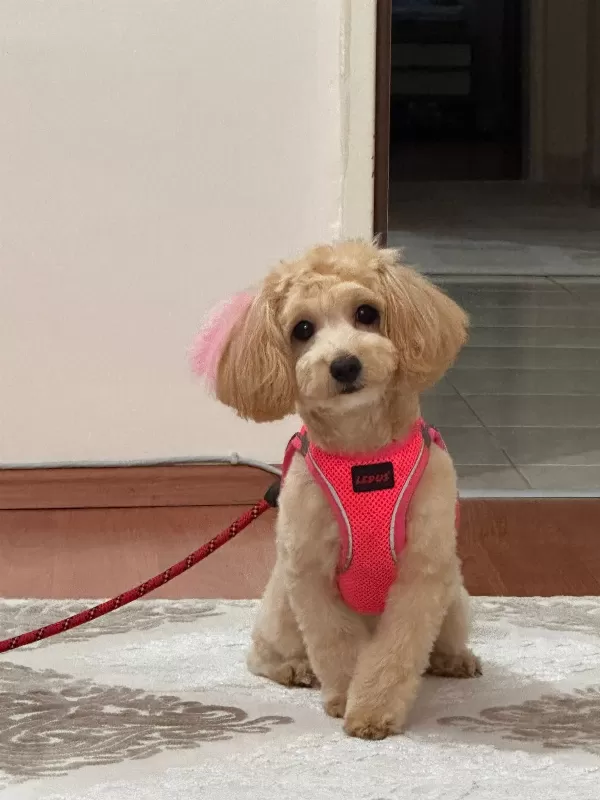 🐶 21 Aylık Dişi Maltipoo – Eğitimli, Sağlıklı, Tüm Eşyalarıyla Birlikte  Sevgi dolu, oyuncu ve insanlarla çok iyi anlaşan 21 aylık dişi Maltipoo’muz yeni yuvasını arıyor.  ✅ Tüm aşıları eksiksiz yapılmıştır. ✅ Mikroçiplidir. ✅ Sağlık karnesi eksiksi