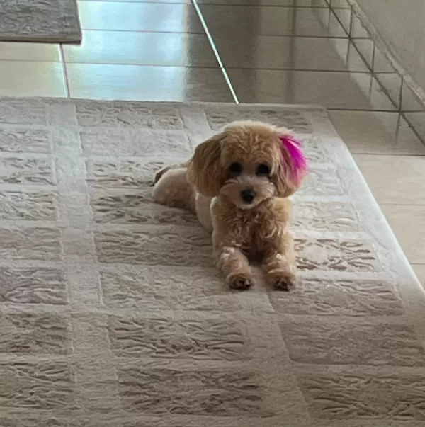 🐶 21 Aylık Dişi Maltipoo – Eğitimli, Sağlıklı, Tüm Eşyalarıyla Birlikte  Sevgi dolu, oyuncu ve insanlarla çok iyi anlaşan 21 aylık dişi Maltipoo’muz yeni yuvasını arıyor.  ✅ Tüm aşıları eksiksiz yapılmıştır. ✅ Mikroçiplidir. ✅ Sağlık karnesi eksiksi