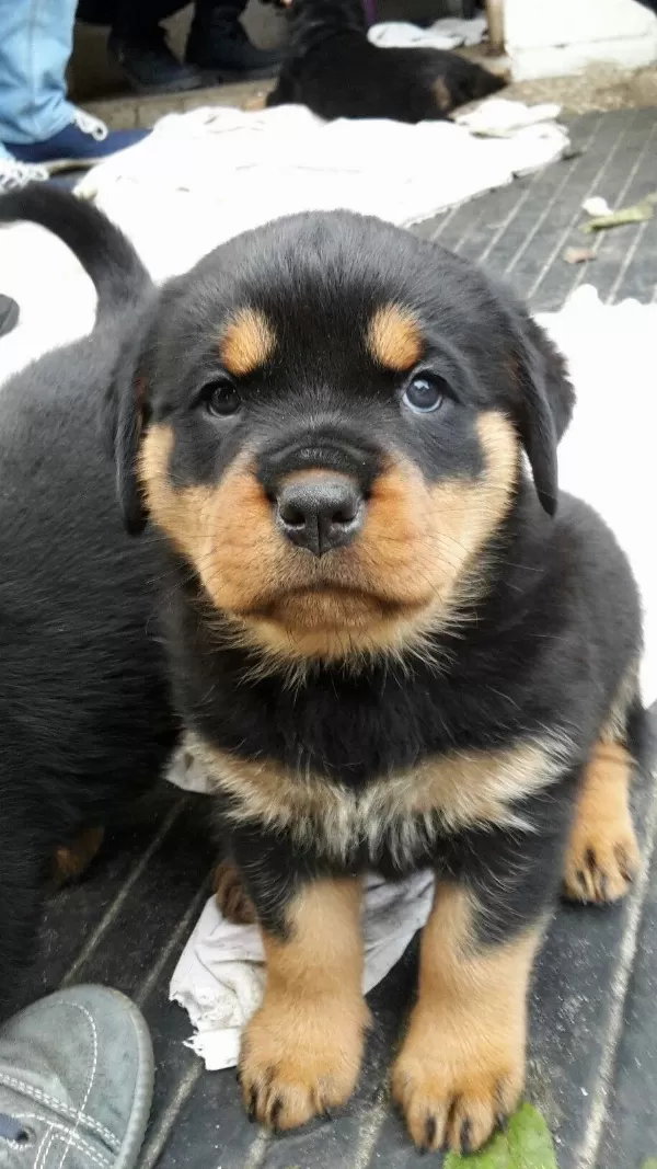 Son 1 Dişi 1 Erkek Rottweiler Yavrular Kapıda Ödemeli