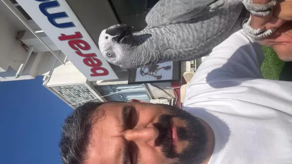 Tam 1 Yaşında Konuşan Evcil Jako (zuzu)