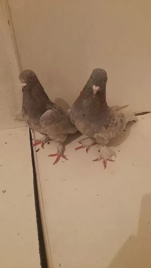 Bir Takim Oyunlu Çapar Sari Güvercinler Gönderim Yapariz